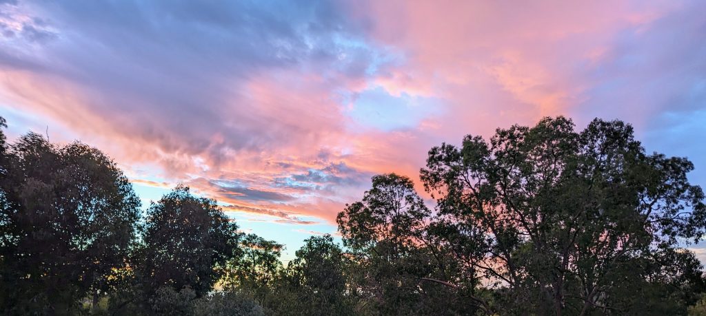 Photograph of clouds lit by sunset over eucalyptus trees.